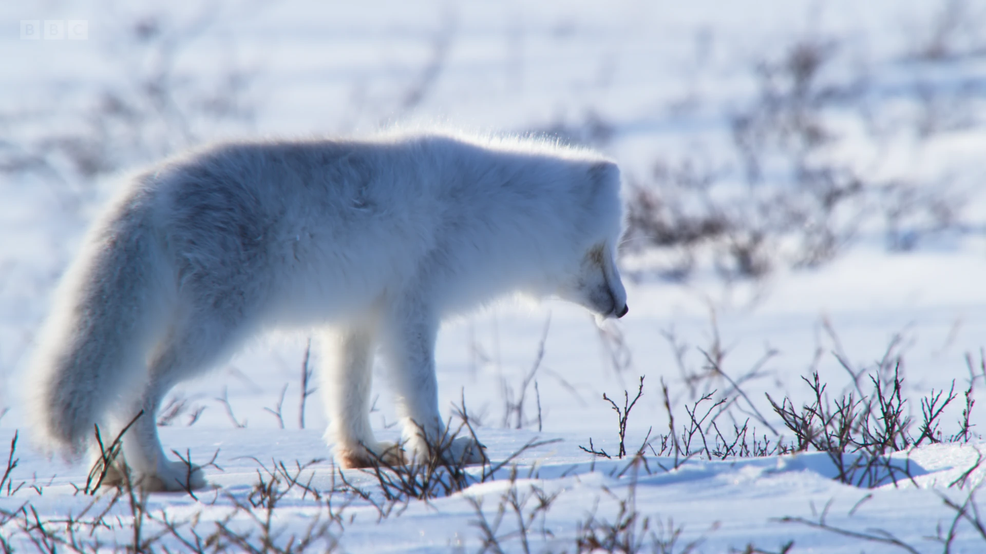 Arctic fox (Vulpes lagopus lagopus) as shown in Frozen Planet II - Frozen Lands